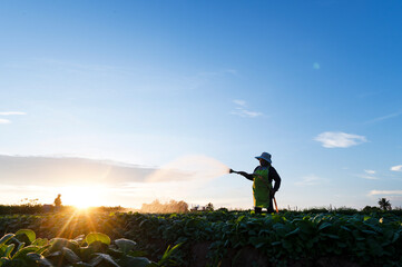 Agriculture watering the tobacco fields at sunset
