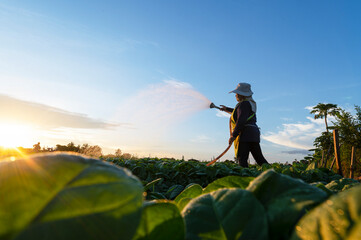 Fototapeta na wymiar Agriculture watering the tobacco fields at sunset