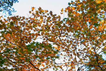 autumn leaves against sky