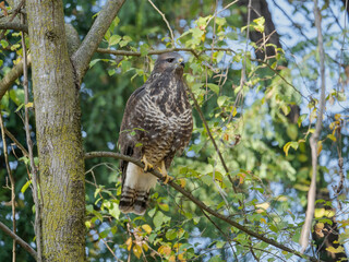 A common buzzard (Buteo buteo) in the forest