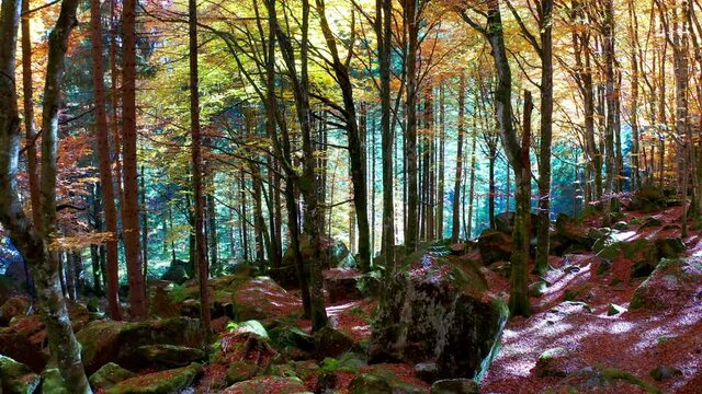Aerial 4K - Bagni di Masino in Val Masino, Italy, beech forest in autumnal dress