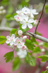 White parsley hawthorn flowers set against a pink backdrop.