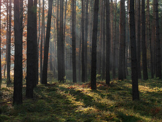 Las sosnowy w mglisty, jesienny poranek.