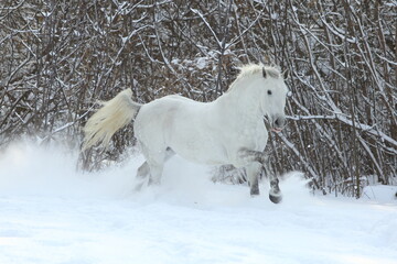 Fototapeta na wymiar Beautiful sports dressage horse runs in winter woods