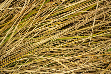 Hay texture. Yellow grass. Farm details.