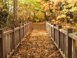 落ち葉が降り積もる木橋