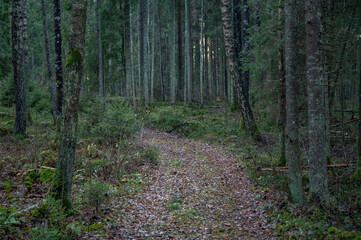 path in forest