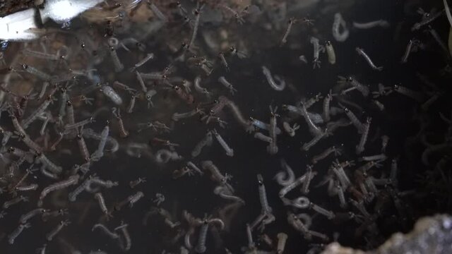 gnats; larvae in water .Mosquitoes is vector born disease Dengue fever, Dengue hemorrhagic fever