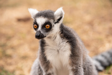 Close up of ring-tailed lemur in a bio park.