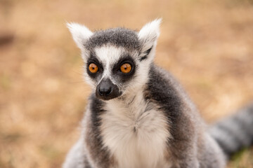 Close up of ring-tailed lemur in a bio park.