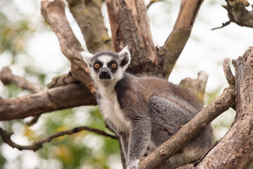 Ring Tailed Lemur among the branches of a tree in a bio park.