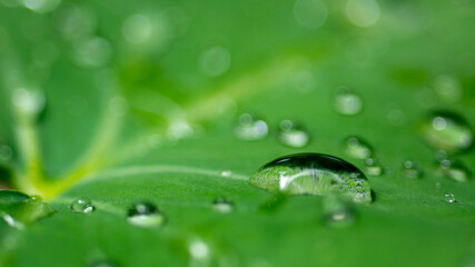 Water droplets on green leaf. Nature background.
