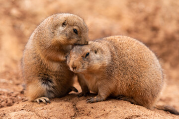Naklejka na ściany i meble Pair of Prairie Dogs (Cynomys) in a biopark exchanging loving effusions and appearing to be kissing during courtship.
