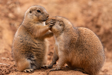 Pair of Prairie Dogs (Cynomys) in a biopark exchanging loving effusions and appearing to be kissing...
