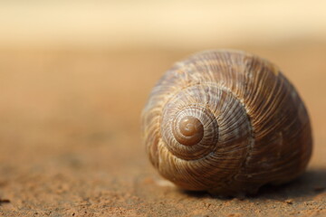 Snail on a blurred background