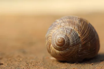 Poster Snail on a blurred background © UMIT