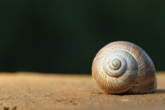 An empty snail shell on dark background