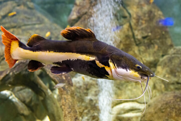 Large colorful fish in the Kazan Aquarium. Tourist places of Kazan. The redtail catfish,...