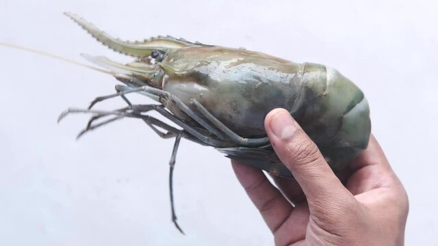 close up of hand hold a king prawn isolated on white 