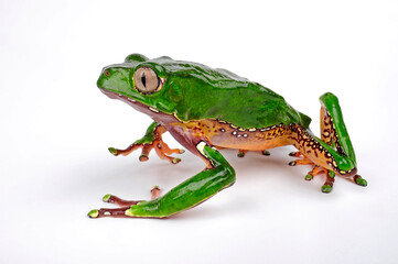 Giant monkey frog // Riesenmakifrosch (Phyllomedusa bicolor) 