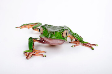 Giant monkey frog // Riesenmakifrosch (Phyllomedusa bicolor) 