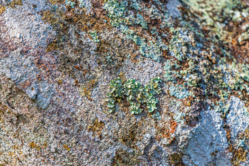 Tropical tree bark texture with green moss and lichen Brazil.