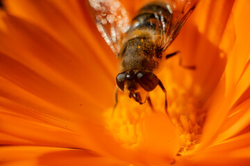 Pszczoła zbierająca pyłek z kwiatu, brudna pszczoła w pyłku - obrazy, fototapety, plakaty