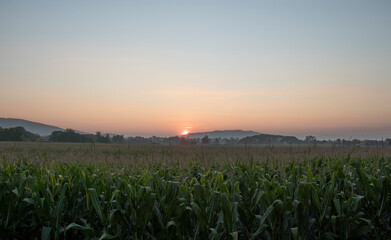 landscape corn field in the morning.
