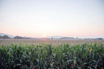 landscape corn field in the morning.