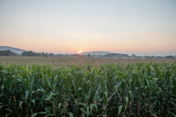 landscape corn field in the morning.