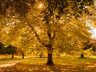 Autumn light shining through a sycamore tree in a park