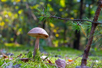 boletus edulis mushroom grow in wood
