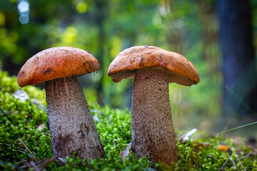 two boletus edulis mushrooms grow in moss