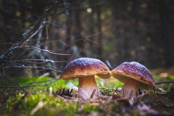 two edible cep mushrooms grow in nature