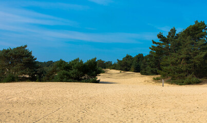 Fototapeta na wymiar Panoramic view of a amazing landscape with driftsand in the National Park Hoge Veluwe. Kootwijkerzand, Province of Gelderland, Netherlands. Place for text. Tourism and vacations concept.