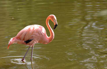A nice shot of flamingo walking in the water and searching food. Green grasses in the background. Place for text.