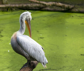 Fototapeta premium A close up image of a large water bird with blurred background.