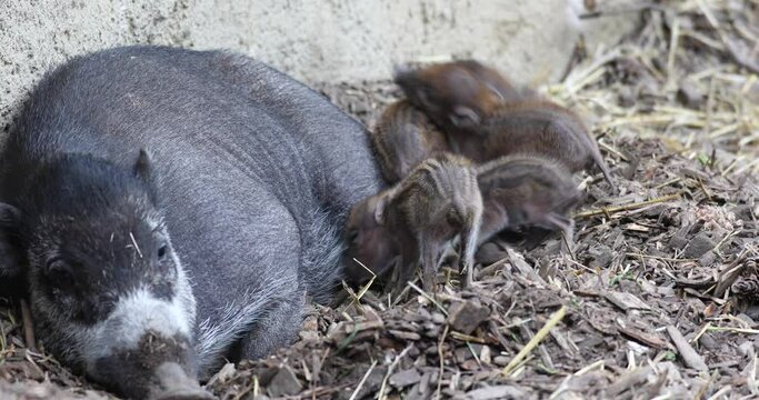 Small cute playful baby with lying mom of Visayan warty pig (Sus cebifrons) and piglet tries to drink milk from mother. Critically endangered species in the pig genus.