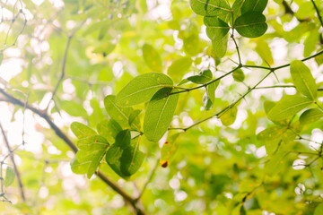 green leaves on blurry background