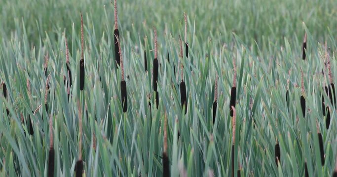 reeds at the pond in summer moving in wind with Typha angustifolia (also lesser bulrush, narrowleaf cattail or lesser reedmace), natural background