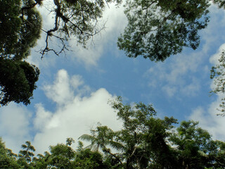 Fototapeta premium Sky and trees