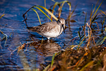 Dunlin (Calidris alpina) - A shore bird.