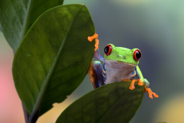 Red-eyed tree frogs on leaf