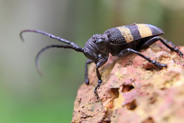bug on a stone