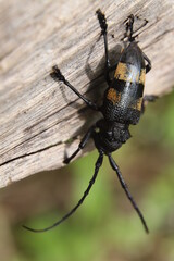 bug on a wood