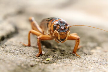 close up of a cricket on the ground
