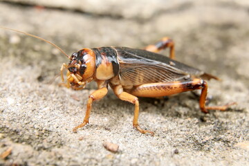 close up of a cricket