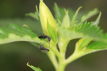 ant on a leaf