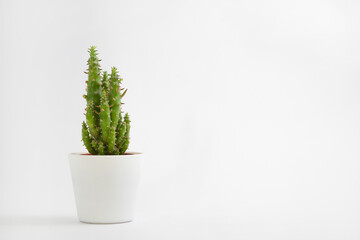 Cactus pot isolated on a white background and brown clay pot, view with copy space for input the text. Designer workspace on the office table, Green Cactus Flower.