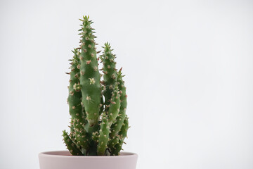 Cactus pot isolated on a white background and brown clay pot, view with copy space for input the text. Designer workspace on the office table, Green Cactus Flower.